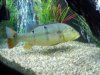 fish3.jpg
