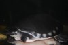 DSC_1175.JPG