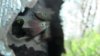 Red Dragon Flowerhorn 001.JPG