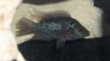 Super Red Dragon Flowerhorn 004.JPG