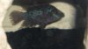 Super Red Dragon Flowerhorn 001.JPG