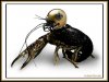 NFL_Saints___Rally_Crawfish_by_yurintroubl.jpg