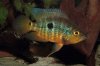 caquetaia-spectabilis-530.jpg