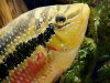 cichlasoma_salvini.jpg