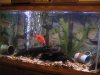 my fish016.jpg