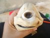 one-eyed-cyclops-shark-pup-holding-face_41775_600x450.jpg one-eyed-cyclops-shark-pup-holding-face_41775_600x450.jpg