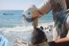 one-eyed-cyclops-shark-pup-haul-out_41774_600x450.jpg one-eyed-cyclops-shark-pup-haul-out_41774_600x450.jpg