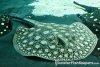 rayssept282011 011.JPG
