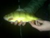 Yellow perch.jpg