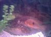 blue acara 2.jpg