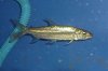 fish746ss8.jpg