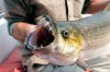 monster-fish-congo-goliath-tiger-fish_17714_600x450.jpg