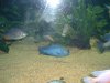 DSCF0241.JPG