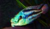 Chilotilapia euchulius tbd (2).jpg Chilotilapia euchulius tbd (2).jpg