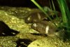 Neetroplusnematopus(2).jpg Neetroplusnematopus(2).jpg
