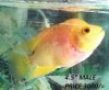 1316369271_253457524_2-GOLDEN-MONKEY-FLOWERHORN-FISH-Karachi.jpg