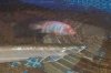 100_1565.JPG