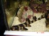 Banded Bamboo cat shark (1).jpg