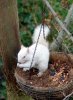 snowysquirrelPA_468x640.jpg