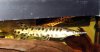 DSCF0681.JPG