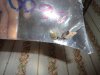 DSC00404.JPG