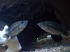 100_0619.JPG