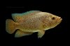 Parachromis_managuensis_gold2.jpg