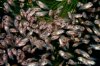 Parachromis_managuensis_gold.jpg