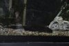 shark and clown 026.JPG