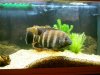 fish.jpg