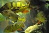 Cichla 11 05 11 076.JPG