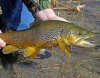 browntrout.jpg