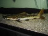 fishf 005.JPG