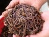 Earthworm.jpg