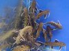 synodontis_petricola_01c.jpg