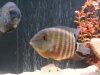 fish 007.jpg