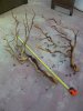 Upper San Gabriel Valley-20111204-00099.jpg