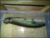 bowfin female.jpeg bowfin female.jpeg