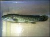 bowfin.jpeg bowfin.jpeg