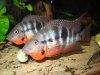 firemouth_nanaglen2001b.jpg
