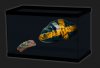 OscarCichlid.jpg