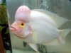 red-devil-cichlid-2.jpg