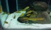 IMG-20111219-WA0005.jpg IMG-20111219-WA0005.jpg