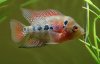 2011-12-20 rd flowerhorn.jpg 2011-12-20 rd flowerhorn.jpg