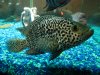 fishes 003.JPG