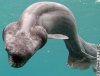 story.shark.japan.gi.jpg