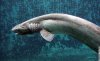 gal.04.frillshark.gi.jpg
