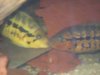 Cichlid Fight 1.JPG
