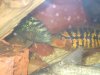 Cichlid Fight 2.JPG