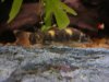 Loach Colony2.JPG